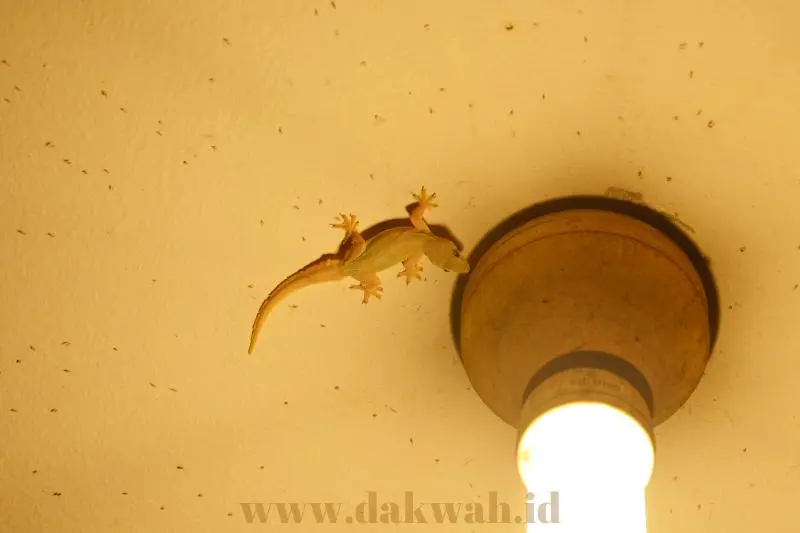 Gambar-Tanda-Kekuasaan-Allah-pada-Cicak-dan-Burung-Gagak-dakwah.id_-1