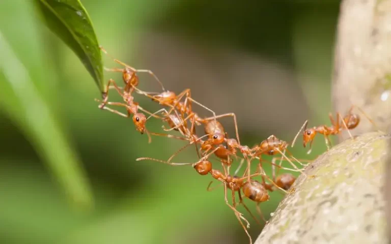 Khutbah-Jumat-Singkat-bersatu-dalam-kebaikan-dakwah